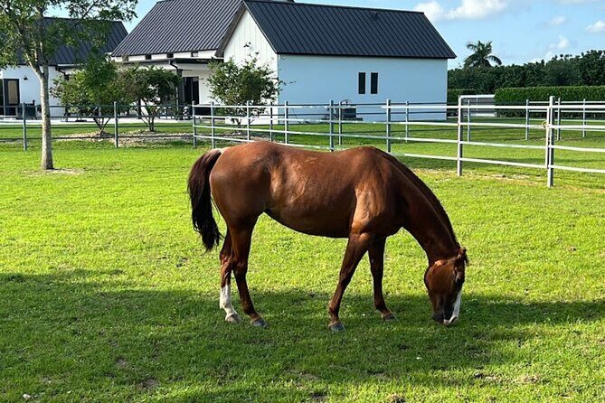 1 hour of ATV + 1 hour horse ride-- free videos and pictures - Horseback Ride: The Calm Half That Makes the Combo Worth It