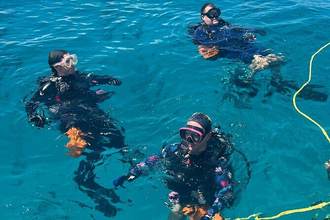 2 Dive Scuba Diving Reef Excursion to Key Largo Marine Sanctuary - Underwater highlights: fish, corals, sea fans, and the big animals