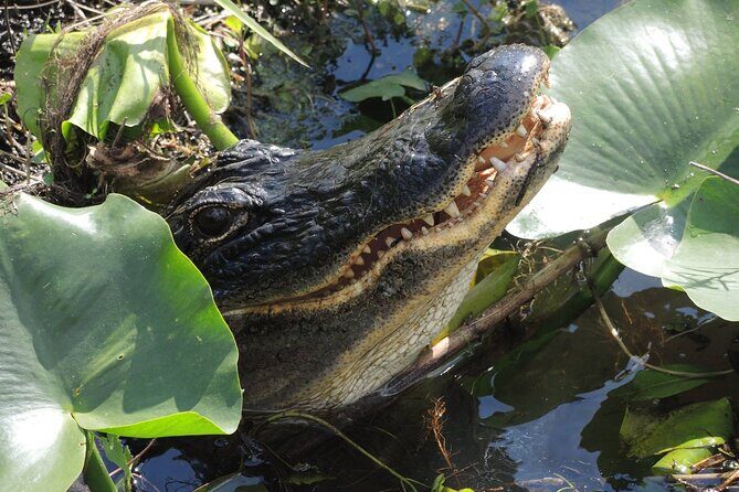 60 Minute Small Group Semi Private Everglades River Of Grass Airboat Charter - Key things to know before you go