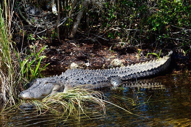 60 Minute Small Group Semi Private Everglades River Of Grass Airboat Charter - How the Everglades Stop Works: Wildlife Viewing with Captains at the Controls