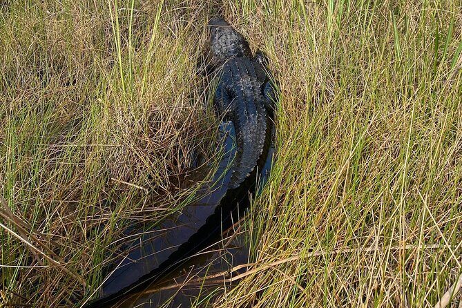 60 Minute Small Group Semi Private Everglades River Of Grass Airboat Charter - Why FWC Certification Matters (More Than a Badge)