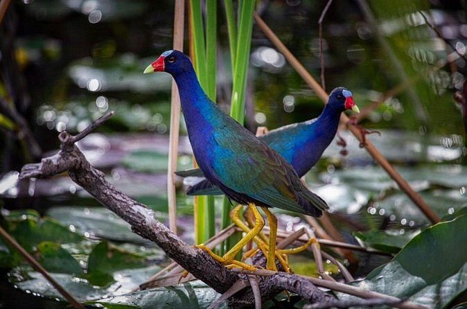 90 Minute Miami Everglades Semi Private Airboat Tour - Wildlife Management Area Reality Check: What You’re Really Paying For