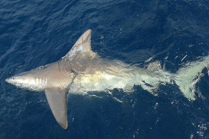 Deep sea fishing charters in Fort Lauderdale aboard 52' Hatteras - Meeting at Top Shot Sportfishing Charters and how the day unfolds