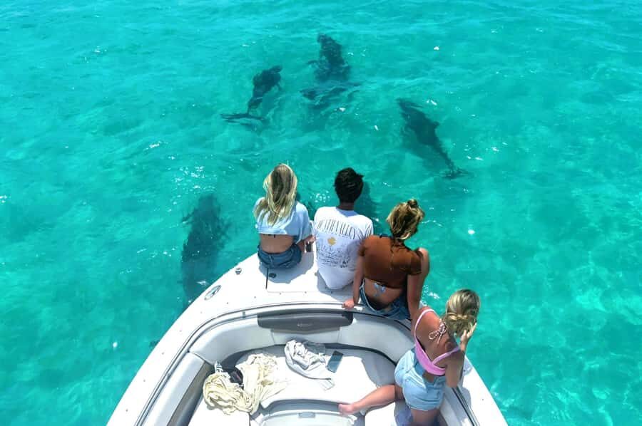 Dolphin & Snorkeling Key West - Key Things That Make This Tour Worth Your Time