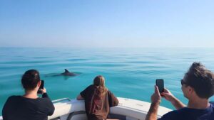 Dolphin & Snorkeling Key West - What’s Included (And Why It Changes the Value)