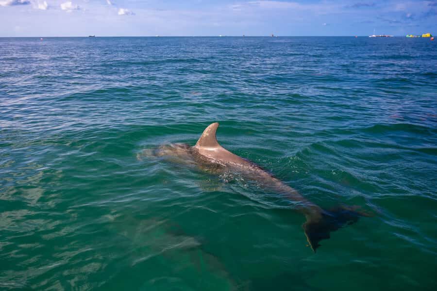 Dolphin & Snorkeling Key West - Small-Group Comfort: The Max-6 Difference