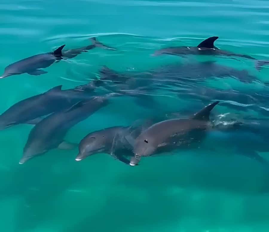 Dolphin & Snorkeling Key West - Logistics You Should Know Before You Go