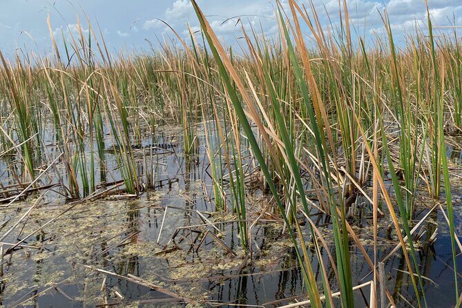 Everglades Airboat Adventure with Roundtrip Bayside Transfer - The Airboat Ride: Loud, Fast-Looking, and Open-Air