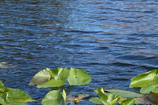 Everglades Airboat Adventure with Roundtrip Bayside Transfer - Price and Value: What $69.99 Really Buys You