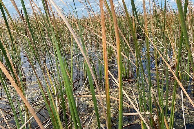 Everglades Airboat Adventure with Roundtrip Bayside Transfer - Who This Tour Fits Best (and Who Should Rethink)