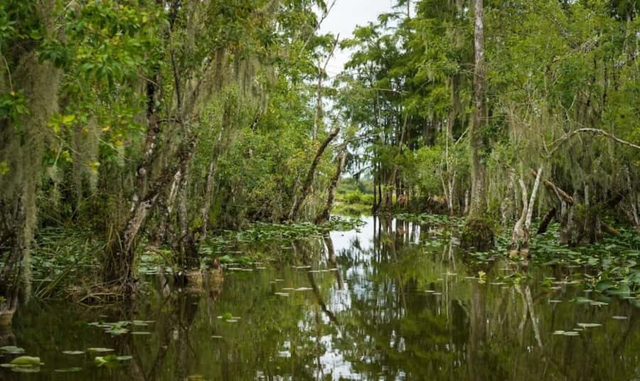 Everglades: Airboat Ride and Wildlife Sanctuary Tour - The Wildlife Sanctuary at Big Cypress: Rescue Stories and Close-Up Encounters