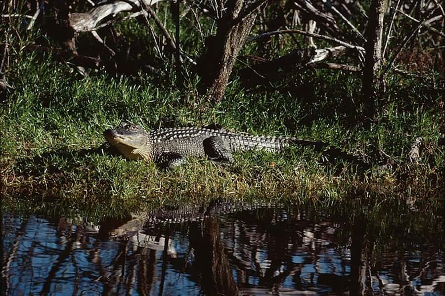 Everglades: Airboat Ride and Wildlife Sanctuary Tour - Who This Tour Fits Best (and Who Should Skip It)
