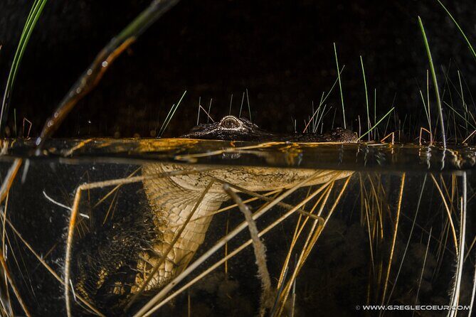 Everglades at Night with Airboat and Alligators Tour From Miami - Price and Value: Is $49 a Fair Deal for This Kind of Night Out?