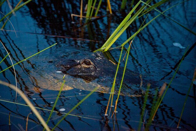 Everglades at Night with Airboat and Alligators Tour From Miami - Should You Book the Everglades at Night Airboat Tour from Miami?