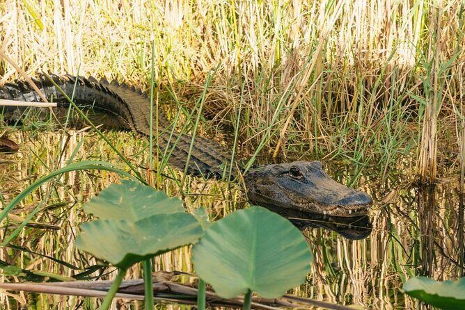 Everglades at Night with Airboat and Alligators Tour From Miami - Alligator Spotting After Dark: How It Feels (and What to Expect)
