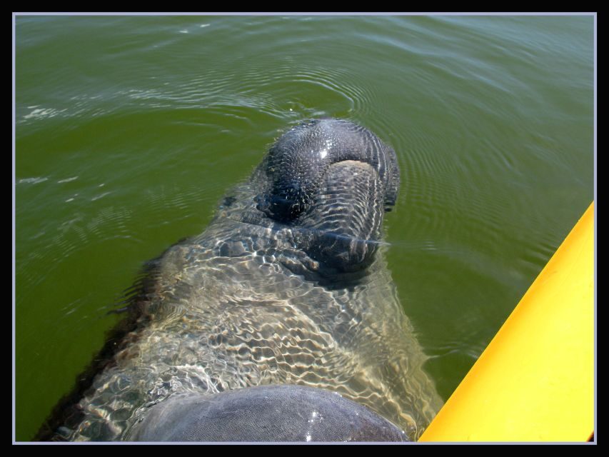 Everglades: Boat Assisted Kayak Eco Tour - Guiding Style That Keeps Beginners Calm (and Squeezes More Meaning Out of the Day)