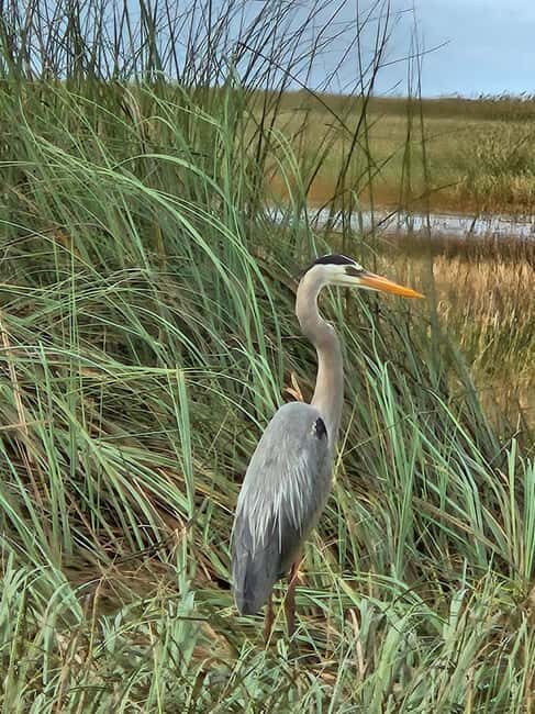 Everglades: boat tour with transportation& entrance included - Alligator show expectations: wild animals, no guarantees