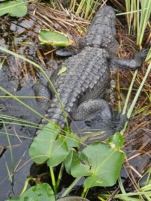 Everglades: boat tour with transportation& entrance included - South Beach Art Deco return: a bonus city pass