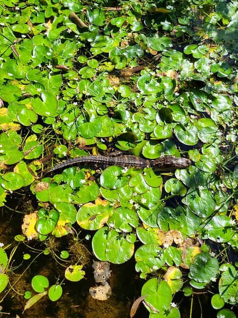 Everglades: boat tour with transportation& entrance included - What to bring (and what not to)