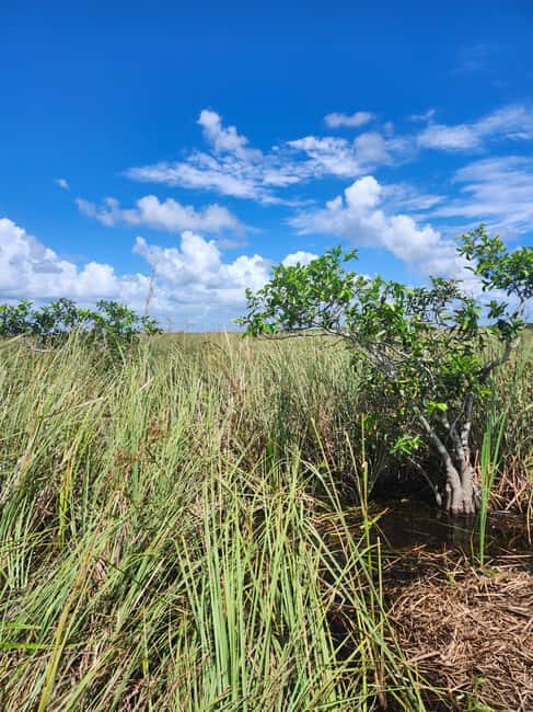 Everglades Eco Airboat Small-Group Tour & 2 Private Islands - Key Highlights at a Glance
