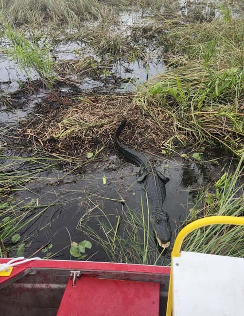 Everglades Eco Airboat Small-Group Tour & 2 Private Islands - The Everglades Stop Before the Village: Photos, Viewing, and a Guided Touch