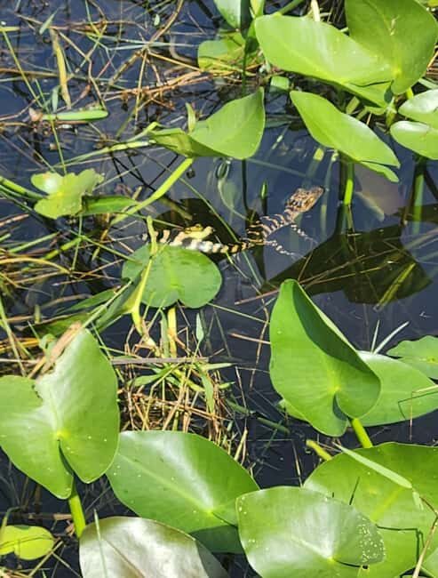 Everglades Eco Airboat Small-Group Tour & 2 Private Islands - What You Might See: Alligators, Turtles, and the Thrill of the Hunt