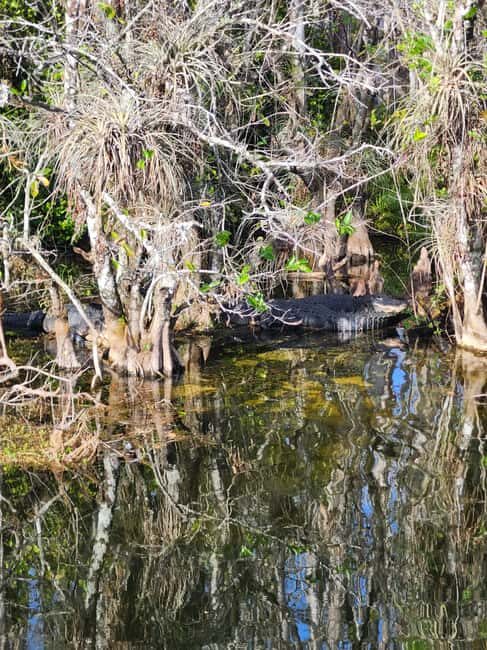 Everglades Eco Airboat Small-Group Tour & 2 Private Islands - Timing, Low Water, and the Reality of Changes
