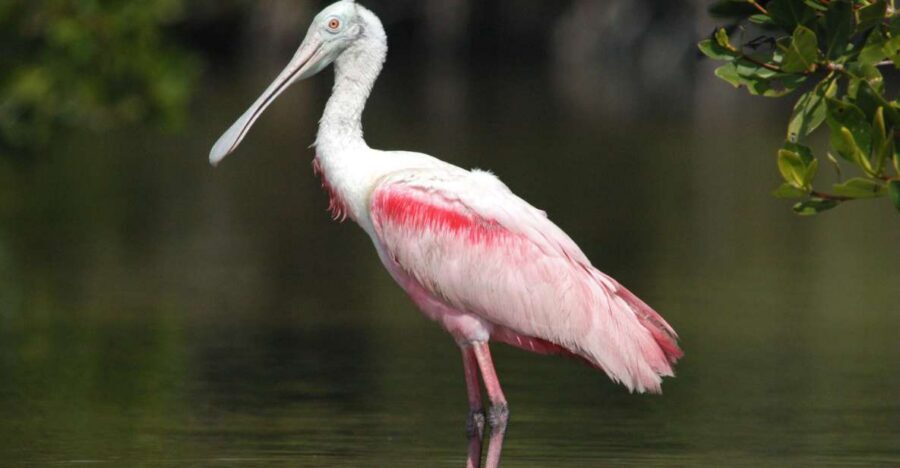 Everglades Private 2.5 Hour Photo and Birding Safari - Why This Everglades Tour Works for Birding and Photography