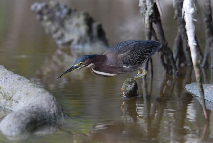 Everglades Private 2.5 Hour Photo and Birding Safari - The Quiet Power Boat Advantage (And Why It Helps Your Shots)
