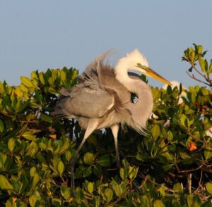 Everglades Private 2.5 Hour Photo and Birding Safari - Meet at Parkway Marina: Getting Started Without Stress