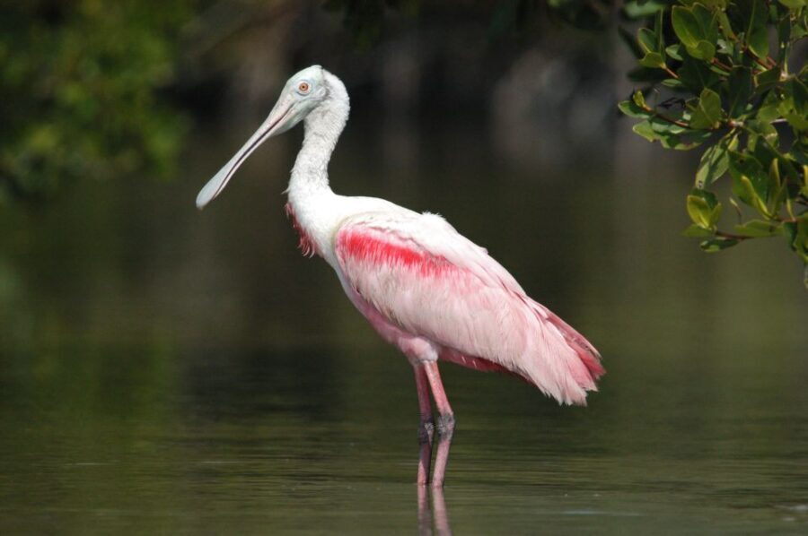 Everglades Private 2.5 Hour Photo and Birding Safari - What You Can Expect During the 150-Minute Safari