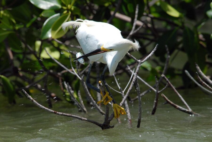 Everglades Private 2.5 Hour Photo and Birding Safari - A Few Practical Tips Before You Go