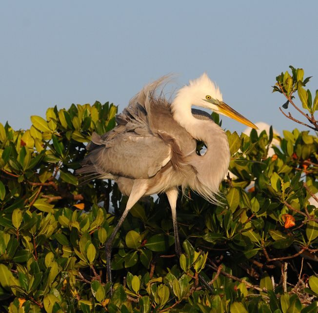 Everglades Private 2.5 Hour Photo and Birding Safari - Meet at Parkway Marina: Getting Started Without Stress