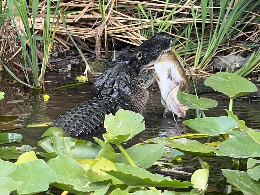 Everglades Small Group on Airboat with Transportation - Should you book this Everglades tour? My practical take