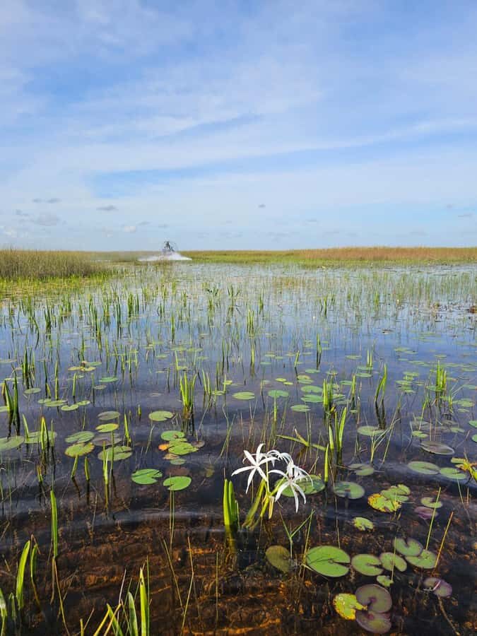 Everglades Small Group on Airboat with Transportation - The airboat ride: 50–60 minutes of flat-propelled alligator country