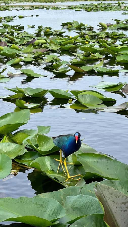 Everglades Small Group on Airboat with Transportation - Price and value at about $72: what you’re really paying for
