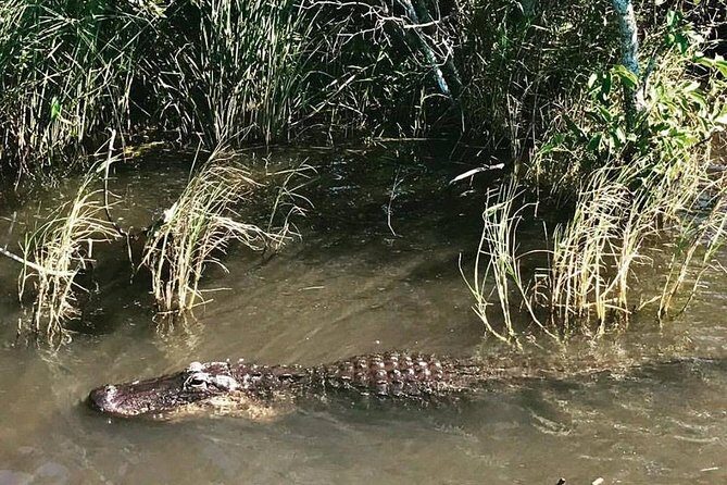 Everglades Small-Group Tour from Miami with Transportation - The airboat ride: wildlife spotting with real time on the water