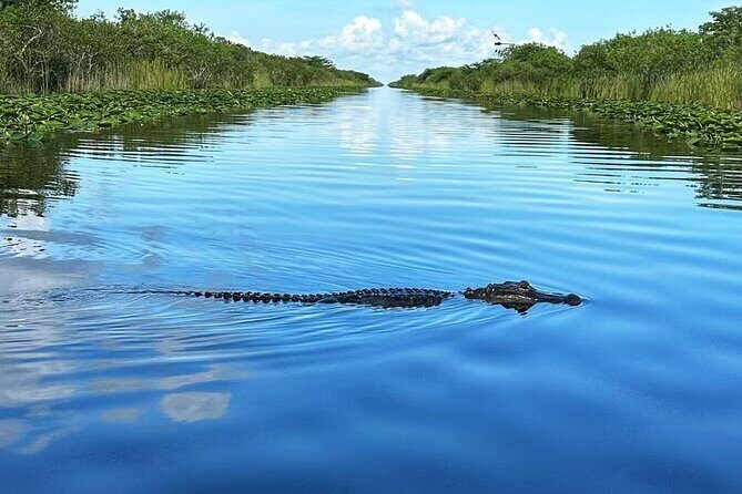 Everglades Small-Group Tour from Miami with Transportation - Price and value: what $82.98 buys you