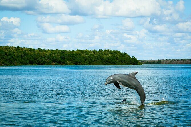 Everglades Tour w/ Biologist Led WET walk + 2 Boat Trips + Lunch! - Key highlights you should care about