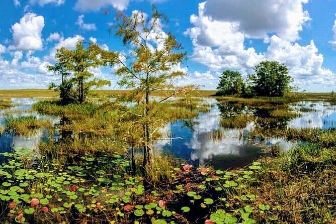 Everglades Tour w/ Biologist Led WET walk + 2 Boat Trips + Lunch! - Big Cypress National Preserve WET walk: where the day turns real