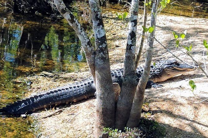 Everglades Tour w/ Biologist Led WET walk + 2 Boat Trips + Lunch! - From swamp walk to scenic wildlife drive