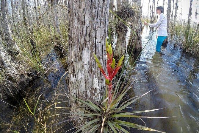 Everglades Tour w/ Biologist Led WET walk + 2 Boat Trips + Lunch! - Getting your bearings with a narrated Miami drive