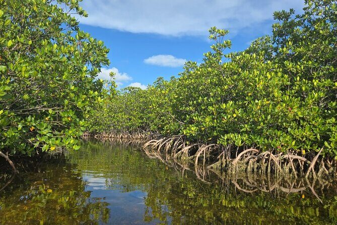 Florida Keys Kayak And Paddleboard Rentals - Key Points You’ll Care About
