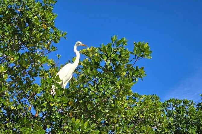 Florida Keys Kayak And Paddleboard Rentals - What You Might See: Birds, Sea Turtles, Jellyfish, and More