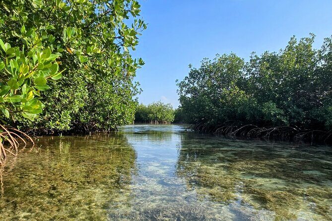 Florida Keys Kayak And Paddleboard Rentals - Kayak or Paddleboard: What’s Likely to Feel Easiest