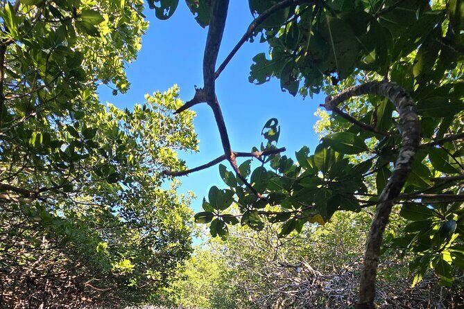 Florida Keys Kayak And Paddleboard Rentals - Price and Value: Is $30 Worth Two Hours of Keys Nature?