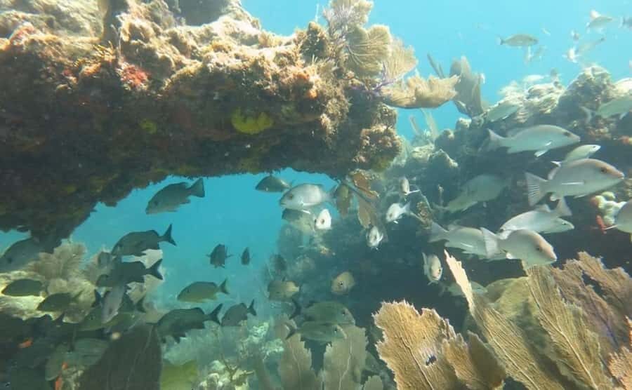 Florida Keys: Scuba Diving & Snorkeling Reef Trip - Key things to know before you go