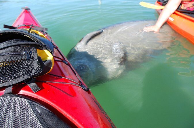 Fort Lauderdale’s Tropical Kayak Tour and Island Adventure - Pacing, comfort, and what to bring