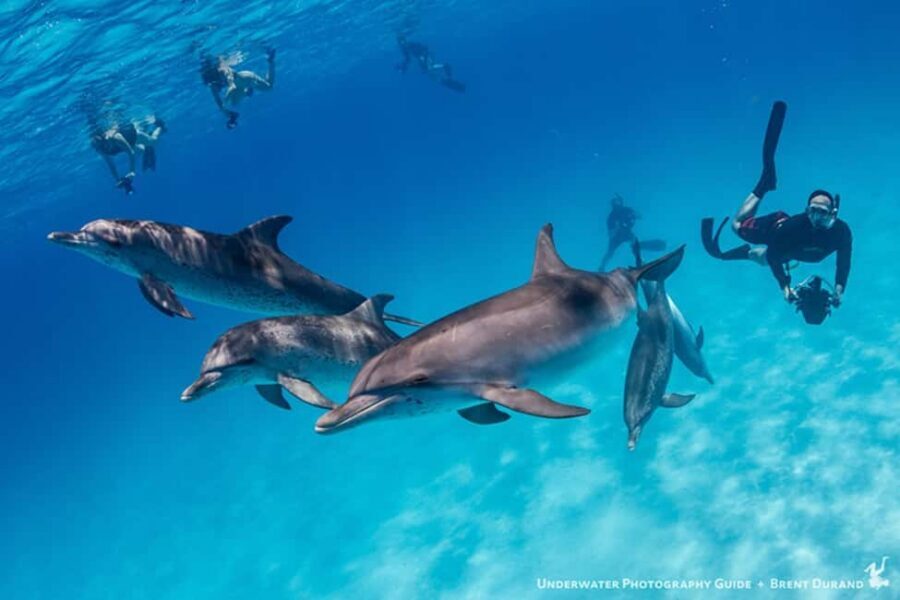 From Fort Lauderdale: Bimini Island Day Trip by Ferry - Who should skip this ferry day trip