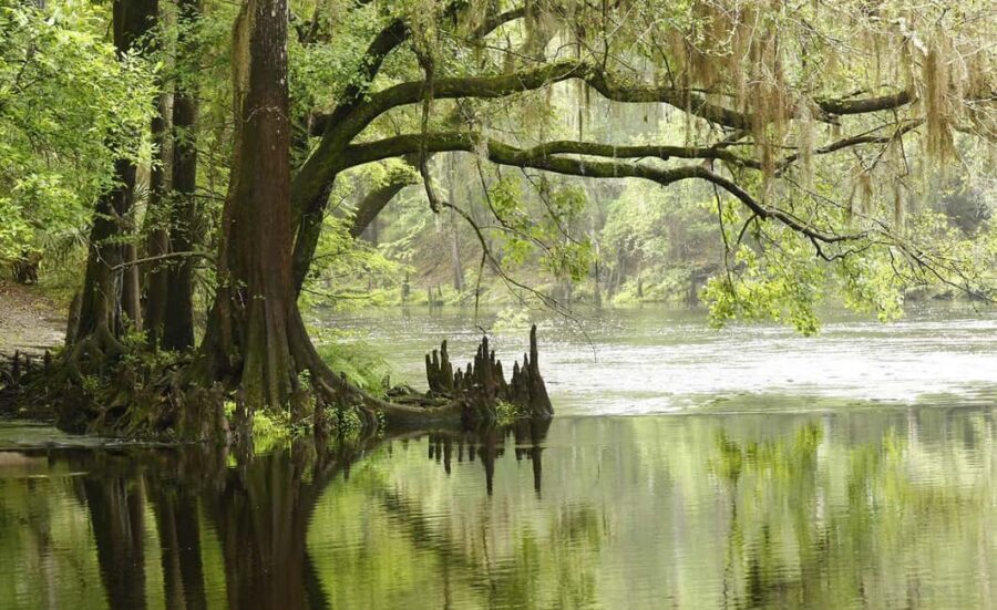 From Miami Beach: Everglades Airboat & Gator Spotting Tour - Price and Value: Is $71 a Good Deal for This Day?